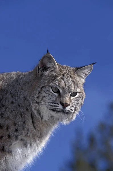 Bobcat Lynx Rufus Retrato Adulto Contra Céu Azul Canadá — Fotografia de Stock