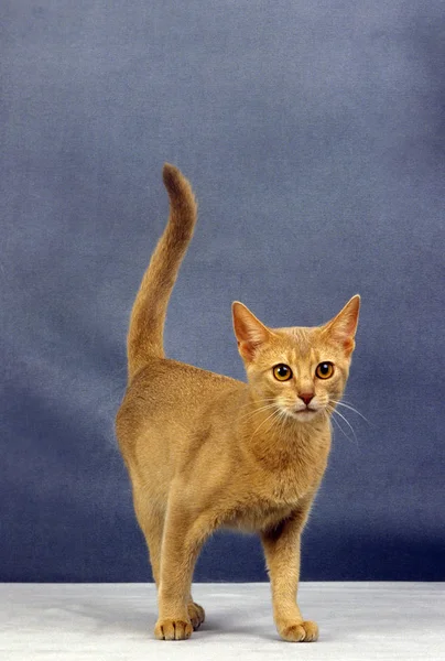 Red Abyssinian Huiskat Volwassene Tegen Blauwe Achtergrond — Stockfoto