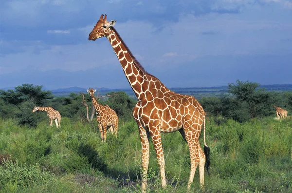 繰り返しキリン キリンCamelopardalis Reticata ブッシュに立つグループ ケニアのSamburu公園 — ストック写真