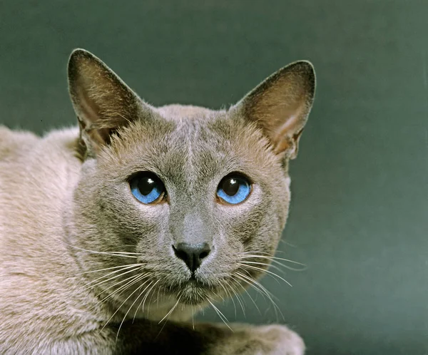 Gato Doméstico Siamês Ponto Azul Portait Com Olhos Azuis — Fotografia de Stock