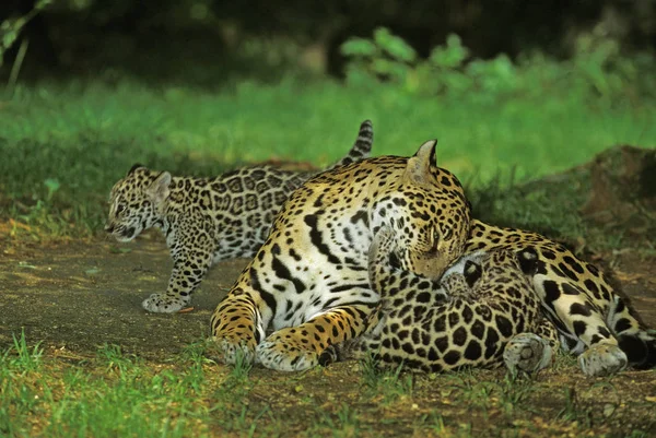 Jaguar Panthera Onca Weibchen Mit Säugling — Stockfoto