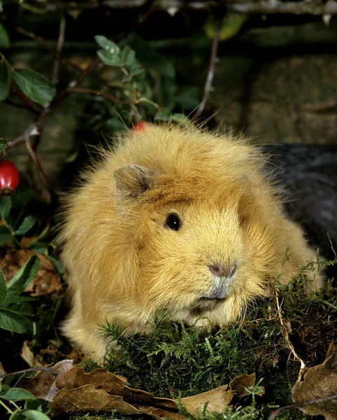 Marsvin Cavia Porcellus — Stockfoto