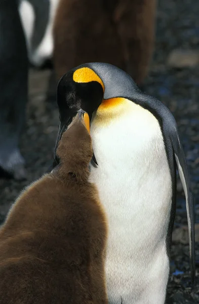 King Penguin Aptenodytes Patagonica Adult Feeding Chick Colony Salisbury Plain — Fotografia de Stock