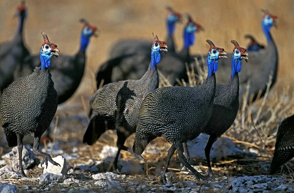 Guineafowl Numida Meleagris Skupina Keni — Stock fotografie