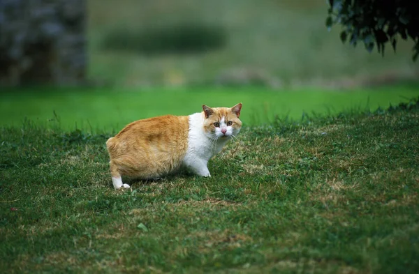 Gato Doméstico Manx Raça Tailless — Fotografia de Stock