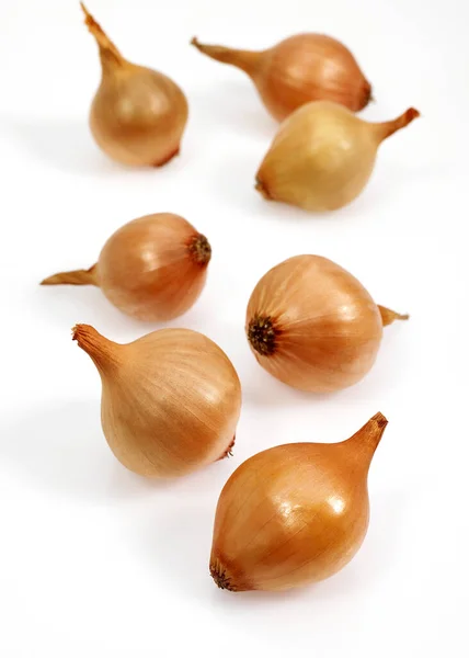 Französische Zwiebel Namens Grelot Allium Cepa Gemüse Vor Weißem Hintergrund — Stockfoto