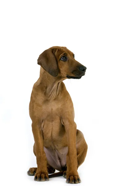 Rhodesian Ridgeback Cucciolo Mesi Seduto Sullo Sfondo Bianco — Foto Stock