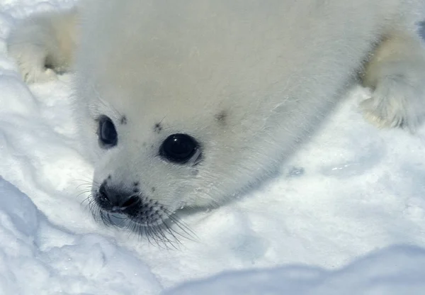 Arp Seal Pagophilus Groenlandicus Pup Laring Ice Floe Magdalena Island — стокове фото