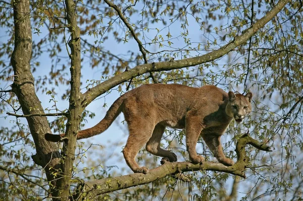 Cougar Puma Concolor Adulto Empoleirado Árvore — Fotografia de Stock