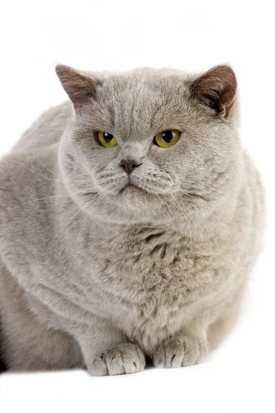 Lilac British Shorthair Domestic Cat Мужчина Лежащий Белом Фоне — стоковое фото