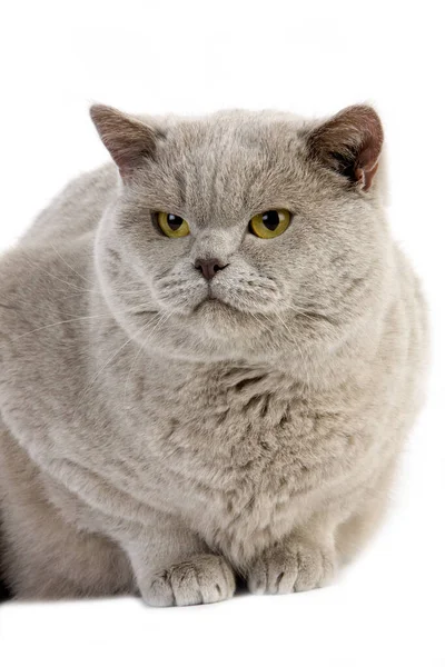 Lilac British Shorthair Εγχώρια Γάτα Αρσενικό Που Ενάντια Στο Λευκό — Φωτογραφία Αρχείου