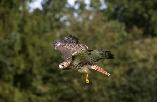 Vörös Farkú Sólyom Buteo Jamaicensis Felnőttként Repülés Közben — Stock Fotó