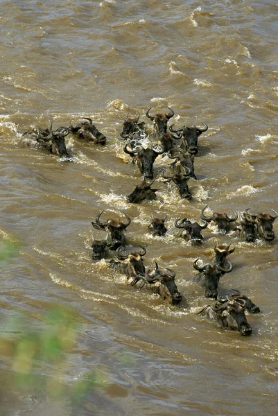 Blue Wildebeest Connochaetes Taurinus Herd Crossing Mara River Migration Masai — Stock Photo, Image