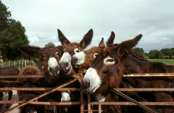 Poitou Donkey Baudet Poitou French Breed Group Paddock Door — стоковое фото