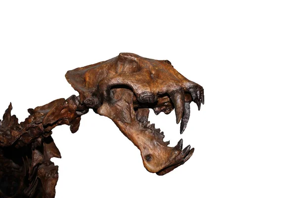 Schädel Der Scimitar Katze Homotheriumserum Säbelzahnkatze Verschwand Vor 000 Jahren — Stockfoto
