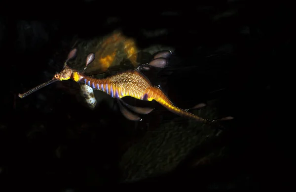 Weedy Seadragon Phyllopteryx Taeniolatus — ストック写真