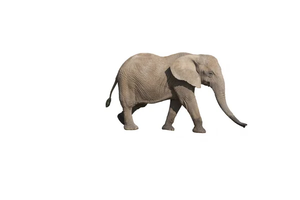 Éléphant Afrique Loxodonta Africana Adulte Sur Fond Blanc — Photo