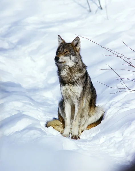 Europese Wolf Canis Lupus Volwassene Zit Sneeuw — Stockfoto