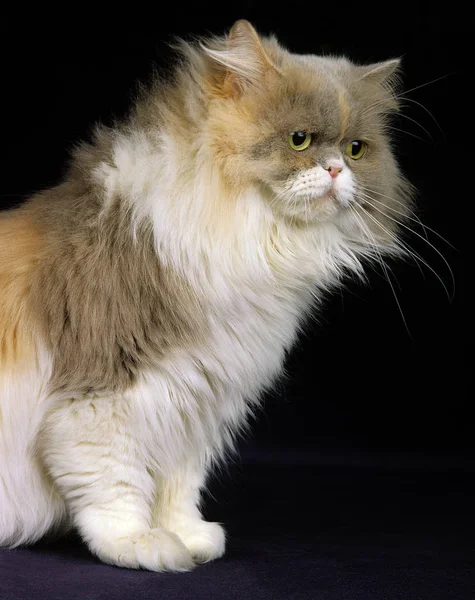 Gato Doméstico Persa Tricolor Adulto Sentado Contra Fundo Preto — Fotografia de Stock