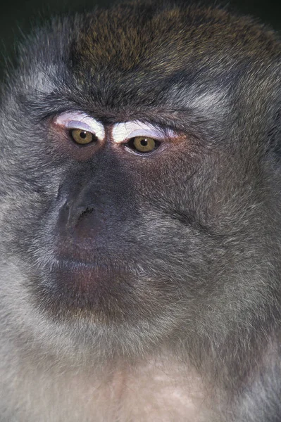 Macaco Cauda Longa Macaca Fascicularis Retrato Adulto — Fotografia de Stock