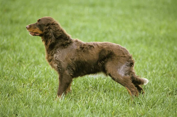 Picardy Spaniel Dog Vuxen Stående Fält — Stockfoto