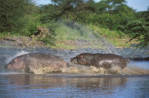 Hippopotamus Hippopotamus Amphibius Adults Run Mara River Masai Mara Park — стокове фото