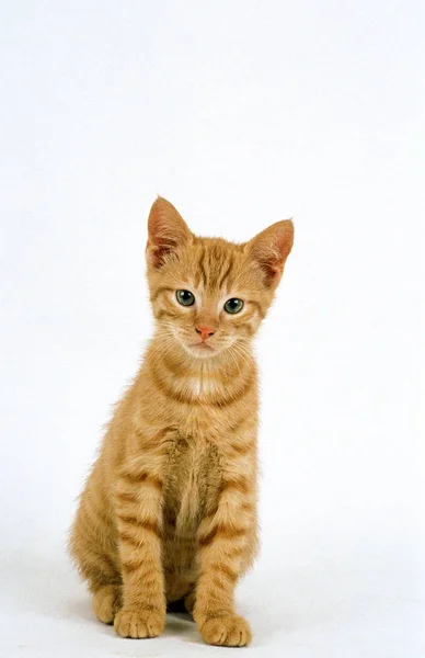 Röd Tabby Inhemska Katt Kattunge Sitter Mot Vit Bakgrund — Stockfoto