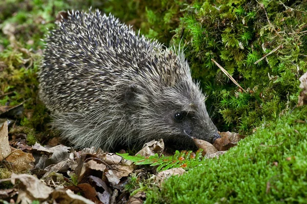 European Hedgehog Erinaceus Europaeus Adulto Moss Normandia — Fotografia de Stock