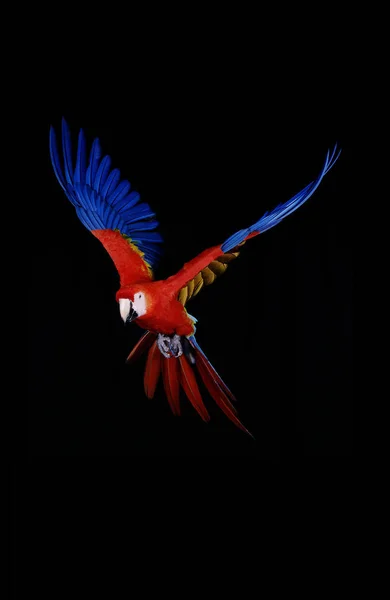 Scarlet Macaw Ara Macao Volwassene Vlucht Tegen Zwarte Achtergrond — Stockfoto