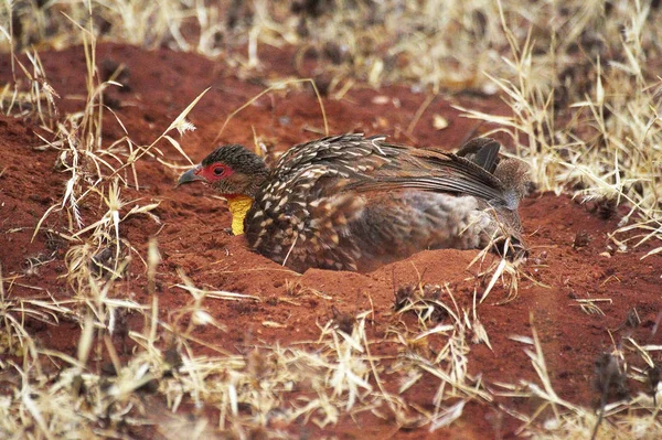 Ptaszki Żółtoszyjne Francolinus Leucoscepus Adult Having Dust Bath Park Samburu — Zdjęcie stockowe