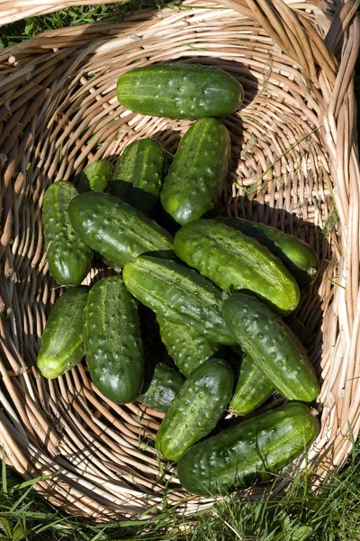 Calabacín Pepinillo Cucumis Sativus Huerta Normandía — Foto de Stock