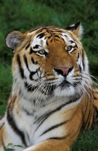 Tygrys Syberyjski Pantera Tigris Altaica Portret Osoby Dorosłej — Zdjęcie stockowe