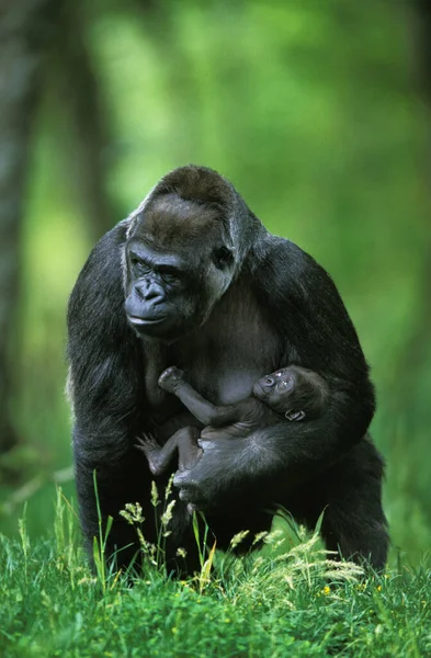Gorila Gorila Gorila Hembra Con Bebé — Foto de Stock