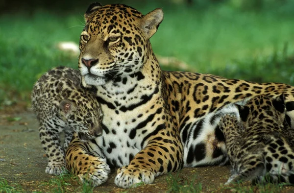Jaguar Panthera Onca Feminino Com Cub Slucking — Fotografia de Stock