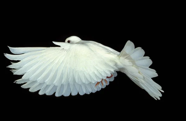 White Dove Columba Livia Adult Flight Black Background — Stock Photo, Image