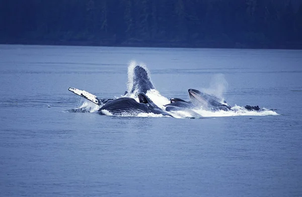 Baleia Humpack Megaptera Novaeangliae Grupo Bubble Net Feeding Boca Aberta — Fotografia de Stock