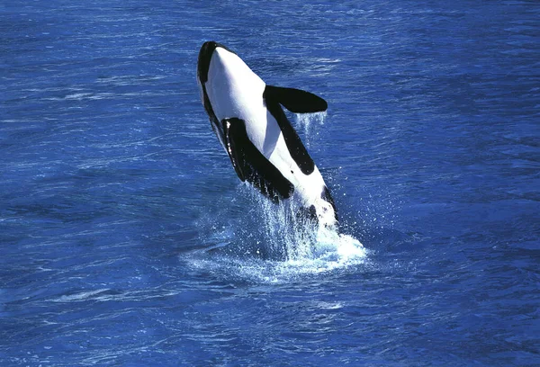 Φάλαινα Δολοφόνος Orcinus Orca Ενηλίκων Παραβίαση — Φωτογραφία Αρχείου