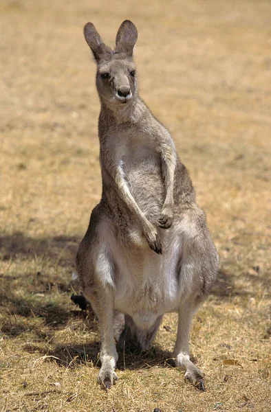 Österreich Grau Kangaroo Macropus Giganteus — Stockfoto