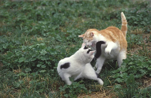 Gato Doméstico Adultos Lutando — Fotografia de Stock