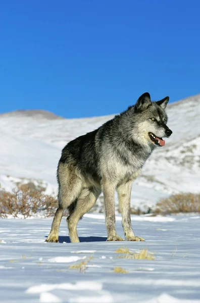 North American Grey Wolf Canis Lupus Occidentalis Adulto Neve Canadá — Fotografia de Stock