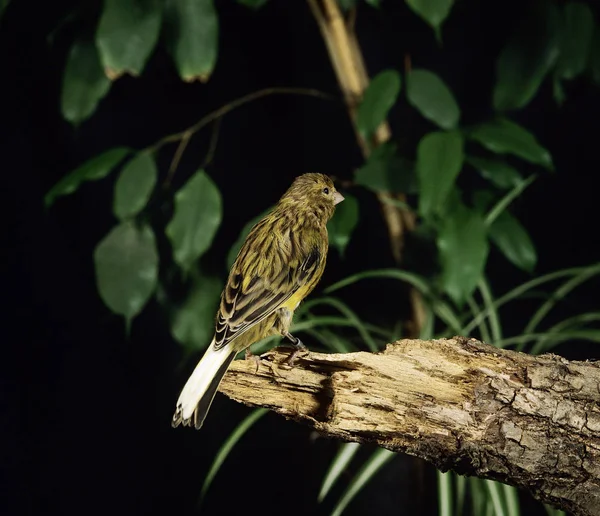 Canary Hartz Song Canary Serinus Canaria Adult Standing Branch — 스톡 사진