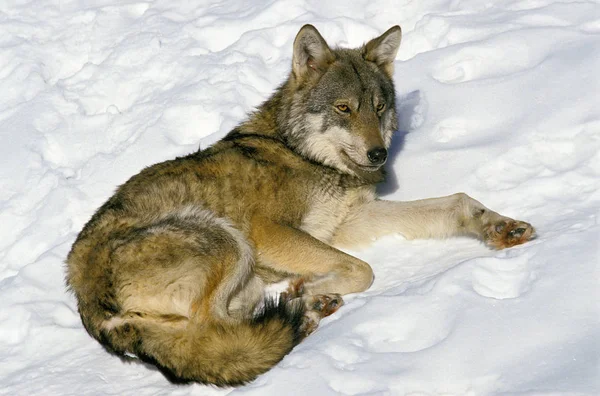 Lobo Europeo Canis Lupus Adulto Acostado Nieve — Foto de Stock