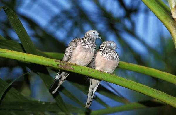 Peaceful Dove Geopelia Placida Adults Standing Branch Australia — Stock fotografie