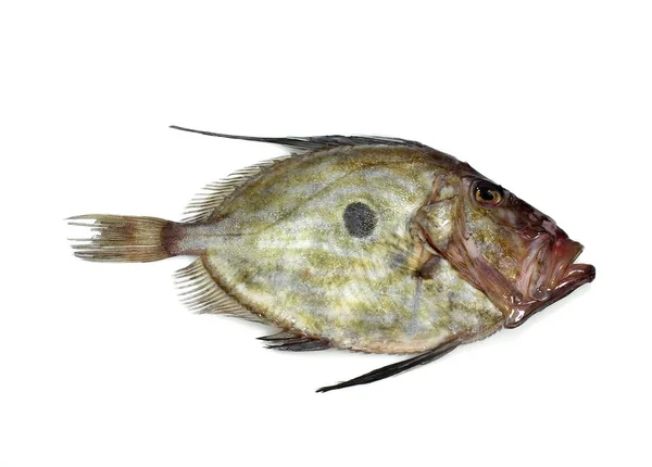 John Dory Zeus Faber Fresh Fish White Background — стокове фото