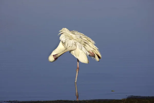 Łyżka Afrykańska Platalea Alba Preening Dla Dorosłych Stojąca Wodzie Jezioro — Zdjęcie stockowe