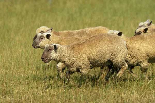 Vendeen Schafe Eine Französische Rasse Herde Steht Auf Der Wiese — Stockfoto