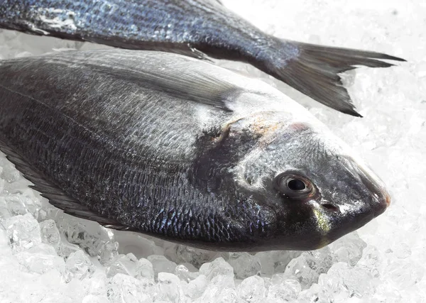 Gilthead Bream Sparus Auratus Fresh Fish Ice — Stock Photo, Image