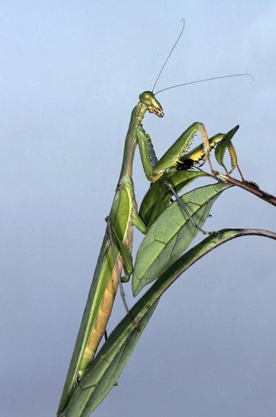 Προσευχή Mantis Ενηλίκων Στέκεται Στο Leaf Κένυα — Φωτογραφία Αρχείου