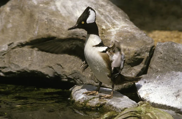 Hooded Merganser Lophodytes Cucullatus Alas Apertura Masculina —  Fotos de Stock