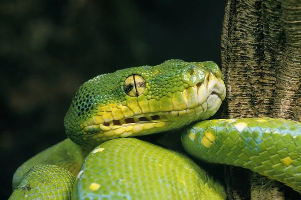 Green Tree Python Morelia Viridis Closing Head — стоковое фото